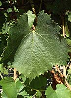 Auxerrois fe mtp 5479.jpg