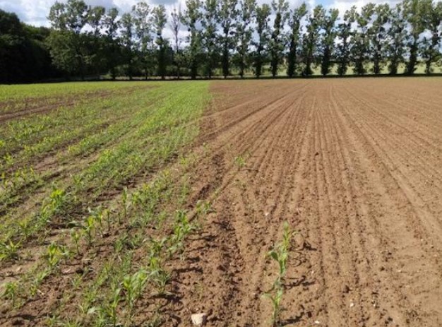 Fichier:LutteCorvides PlanteAppat.jpg