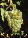 Muller-thurgau b grappe .jpg