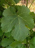 Viognier fe 1654.jpg