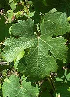 Fichier:Verdesse fe 2516.jpg