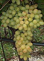 Canner seedless fr mtp5762.jpg