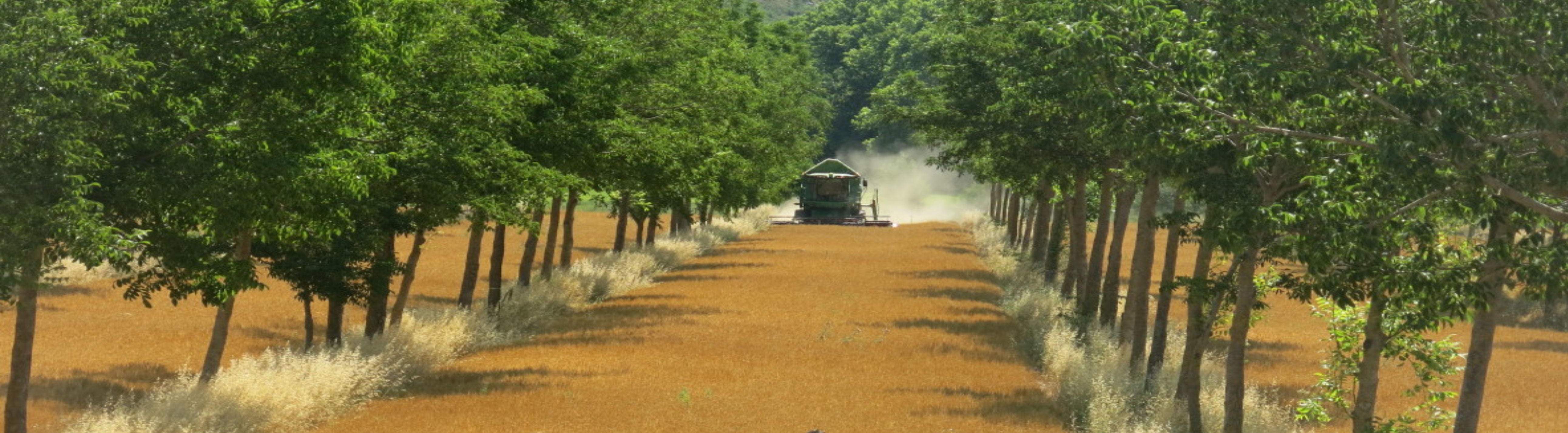 Agroforesterie en Grandes Cultures.jpg