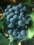 Alicante henri bouchet n grappe.jpg