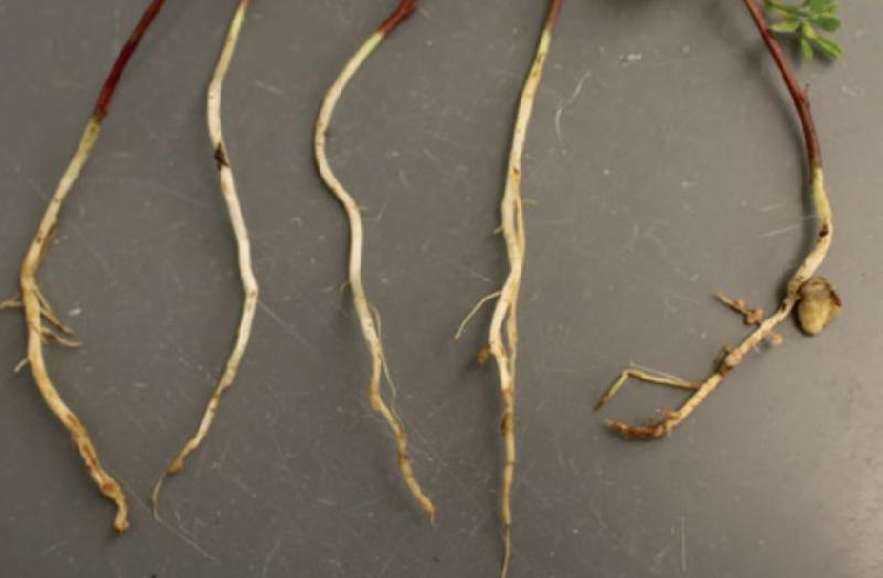 Fichier:Maladies-Champ sol semences Profert.dz .jpg