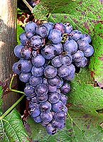 Gamay freaux fr b403.jpg