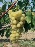 Reine des vignes grappe.jpg