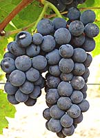 Gamay bouze fr g1 08.jpg