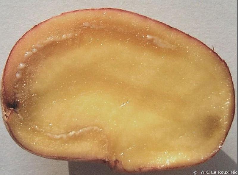 Fichier:Maladies-Ralstonia tubercules 3 Ephytia-INRAE.jpg