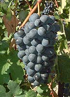 Barbera no fr mtp5694.jpg