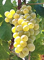 Sauvignon blanc fr -40pieurelichine.jpg