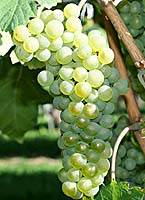 Savagnin bl fr vins-geneve ch.jpg