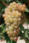 Vermentino g3.jpg