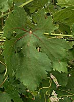 Flame seedless fe mtp 5571.jpg