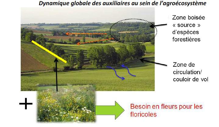 Dynamique-globale-des-auxiliaires-au-sein-d-un-agrosysteme.jpg