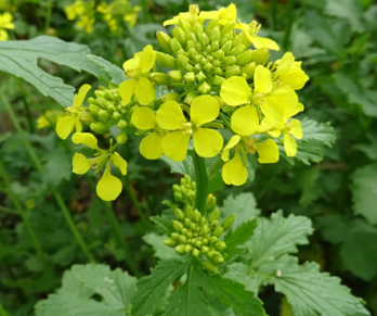 Fichier:Moutarde Blanche de printemps.png