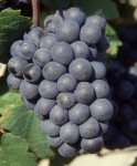 Gamay de chaudenay n grappe .jpg