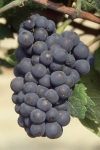 Pinot noir n grappe .jpg