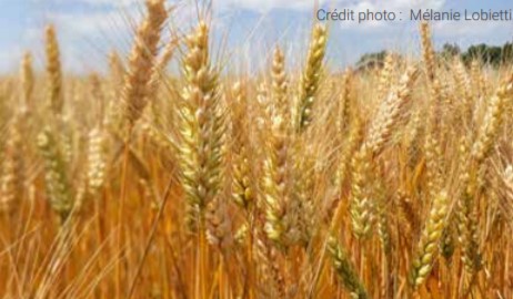 Fichier:JP Giammertini Ble.jpg