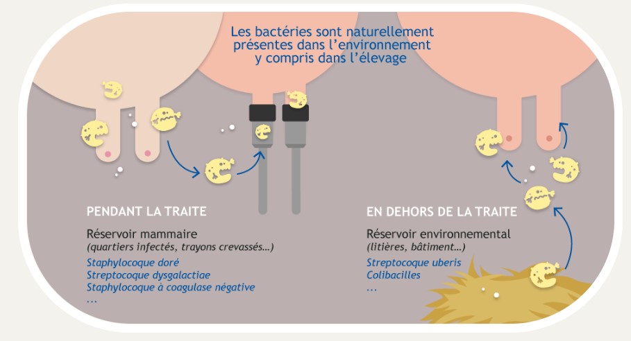 RéservoirMammites.jpg