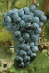 Villard noir grappe.jpg