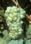 Carcajolo blanc b grappe .jpg