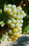 Sauvignon gr.jpg