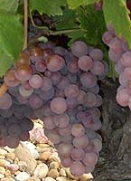 Piquepoul g fr 1326.jpg