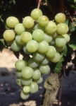 Muscat alexandrie b grappe .jpg