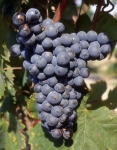 Mourvedre n grappe .jpg