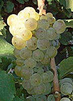 Riesling fr mtp5635.jpg