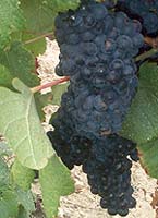 Tannat fr 2.jpg