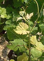 Viognier bo 871.jpg