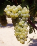 Viognier b grappe .jpg