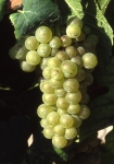 Pinot blanc b grappe .jpg