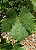 Pinot gr fe gr4723.jpg