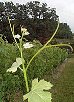 Savagnin bo g3611.jpg