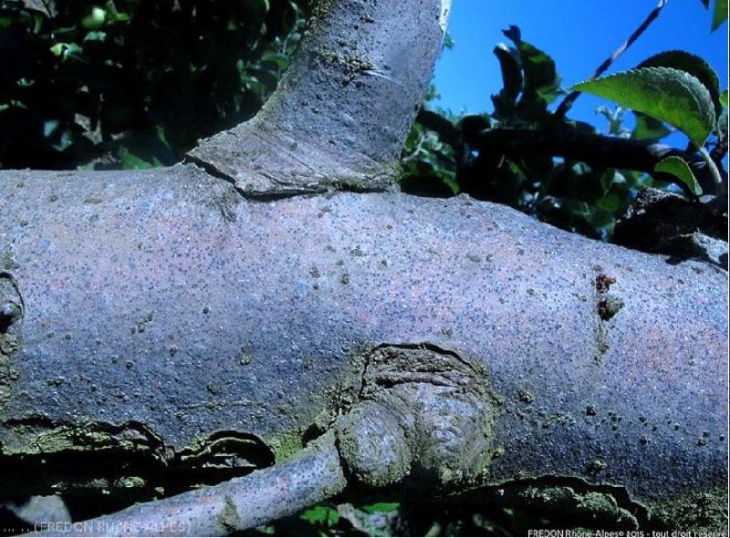 Fichier:Ravageurs Pou rameaux Fredon-Rhône-Alpes.jpg