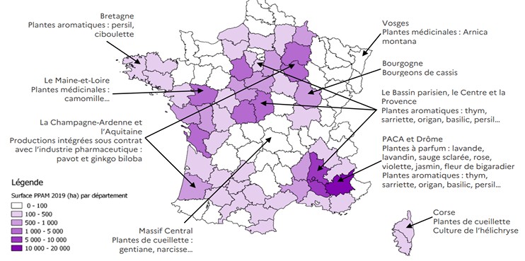 Répartition, par principaux bassins de production, des surfaces PPAM de France métropolitaine en 2019
