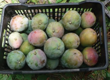 Fichier:Mangue caisse.jpg