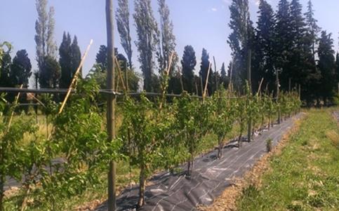 Fichier:Bâches tissées sur le rang, alternatives au désherbage 1.jpg