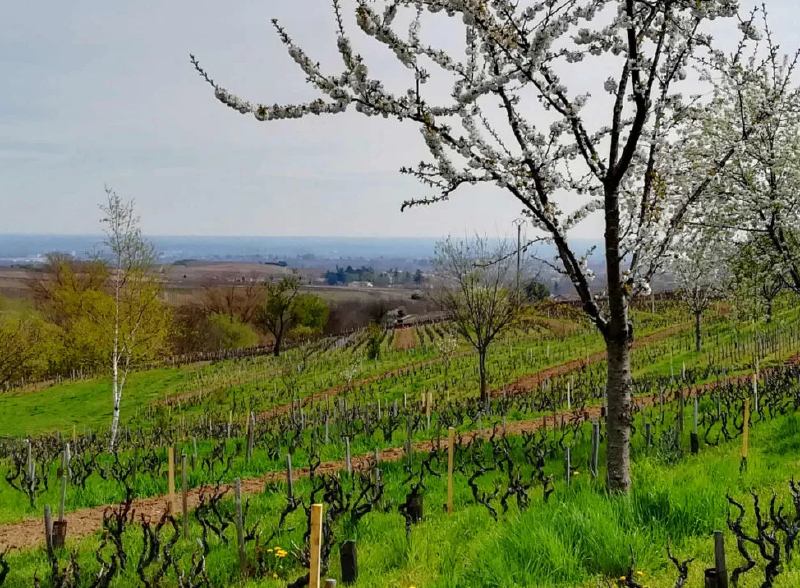 Fichier:Illustration Formation fm-vi-agron.jpg