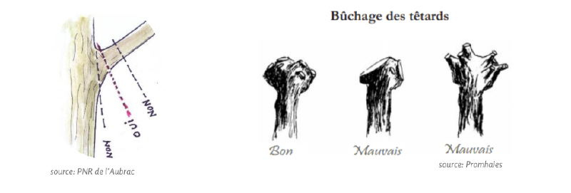 Fichier:Tetard1 MSV.png