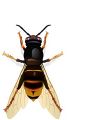 Frelon asiatique