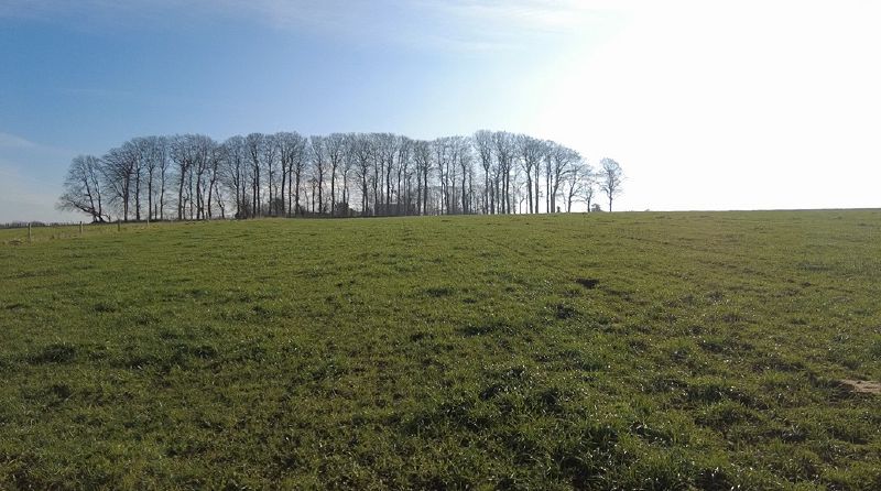 Fichier:Prairie permanente 2.jpg