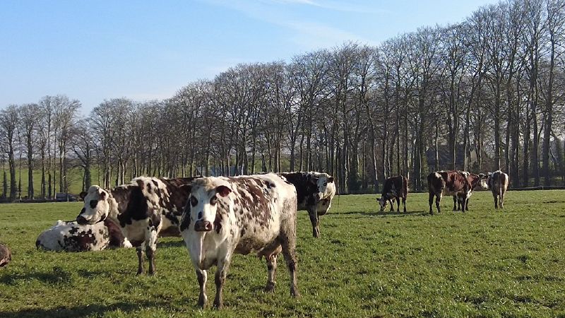 Fichier:Génisses .jpg