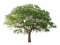 Fichier:Arbre MSV.png