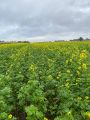 Couvert de colza en octobre