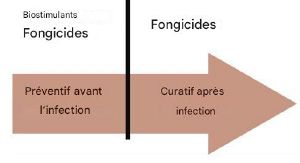 BOOST BiocontroleOidium.jpg