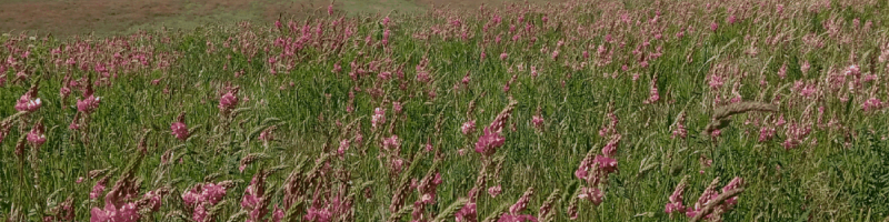 Fichier:Engrain sous sainfoin.png